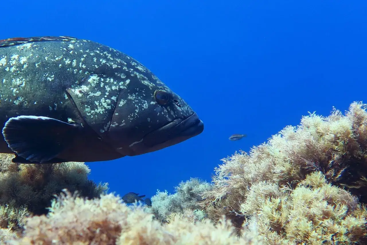 Primo piano di una cernia maculata, uno dei tanti tipi di cernia, che nuota tra alghe e piccoli pesci in acque blu.
