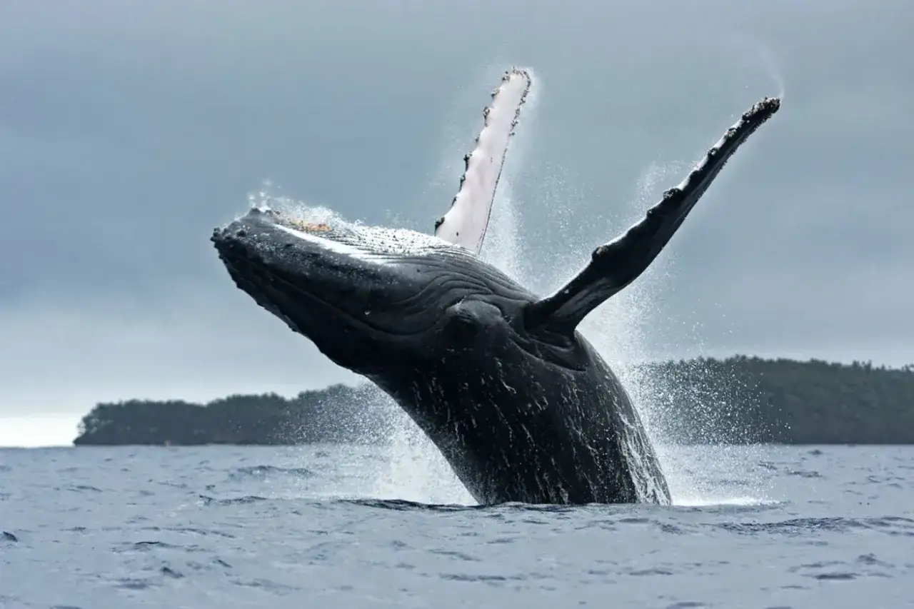 Una megattera salta fuori dall'acqua, mostrando la sua maestosità. Queste balene sono note per i loro spettacolari salti e canti.