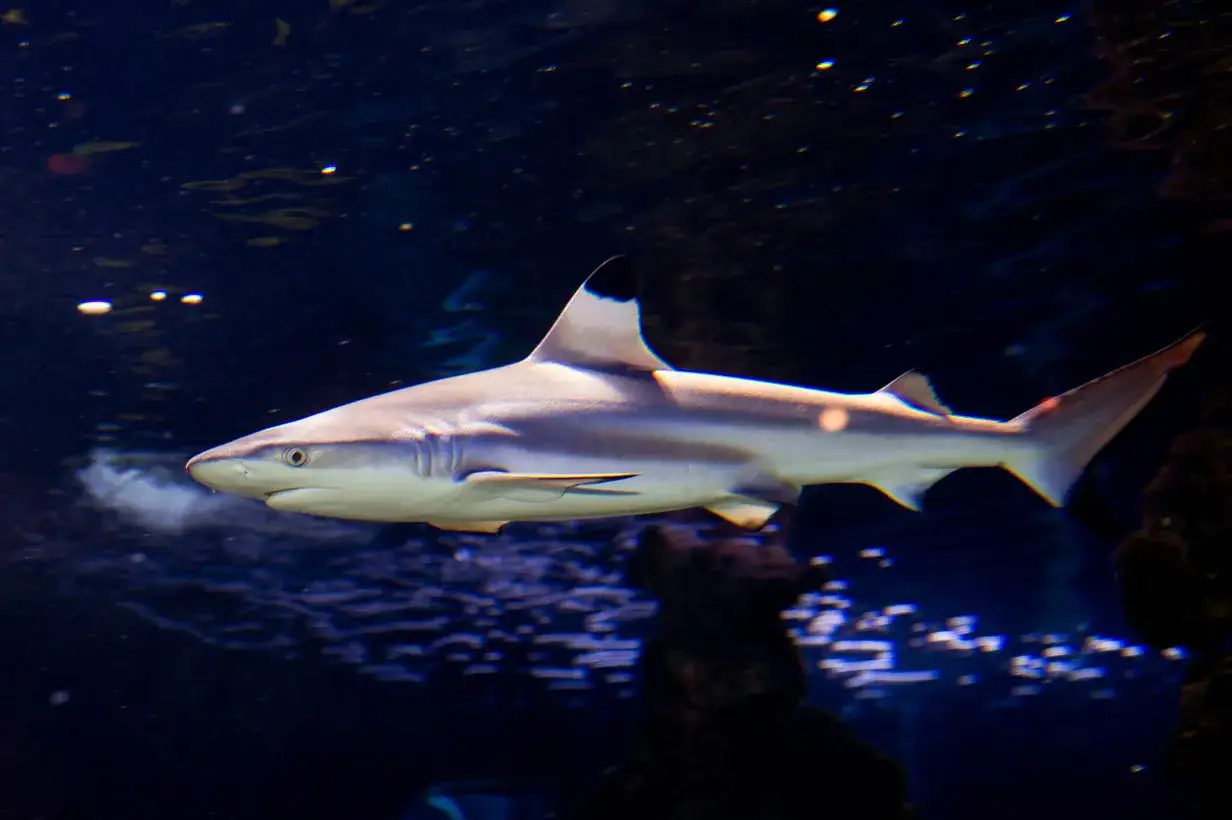 Squalo pinna nera nuota nell'acquario di Monaco, un predatore elegante nell'oscurità blu.