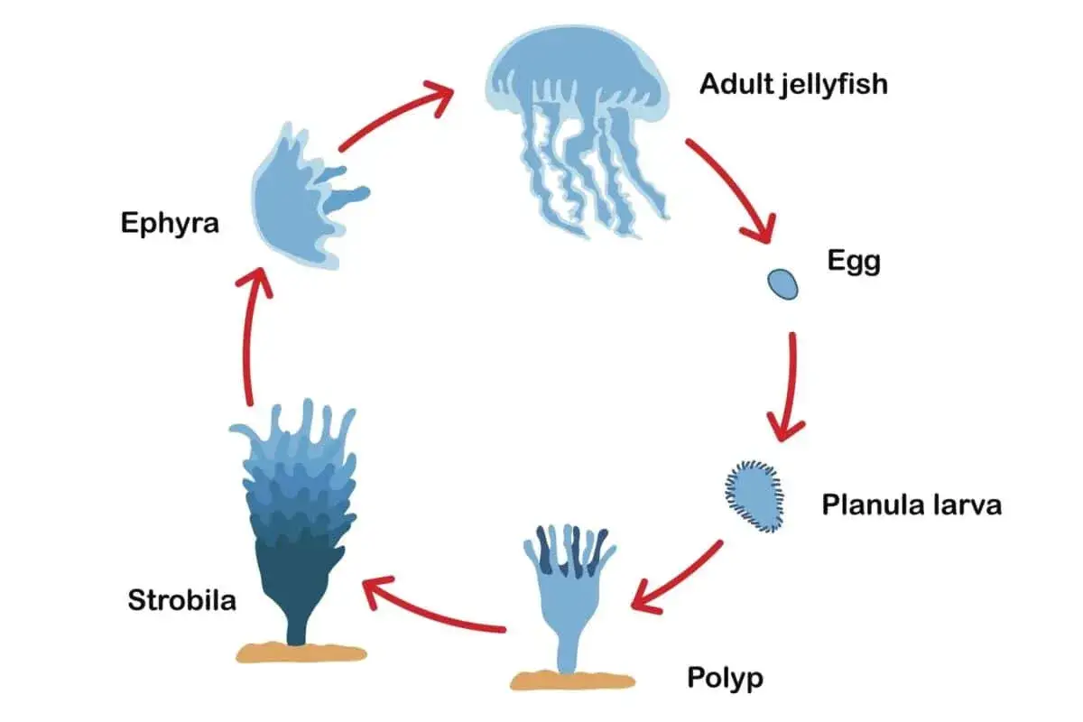 Ciclo vitale delle meduse: da polipo a ephyra, fino alla medusa adulta.