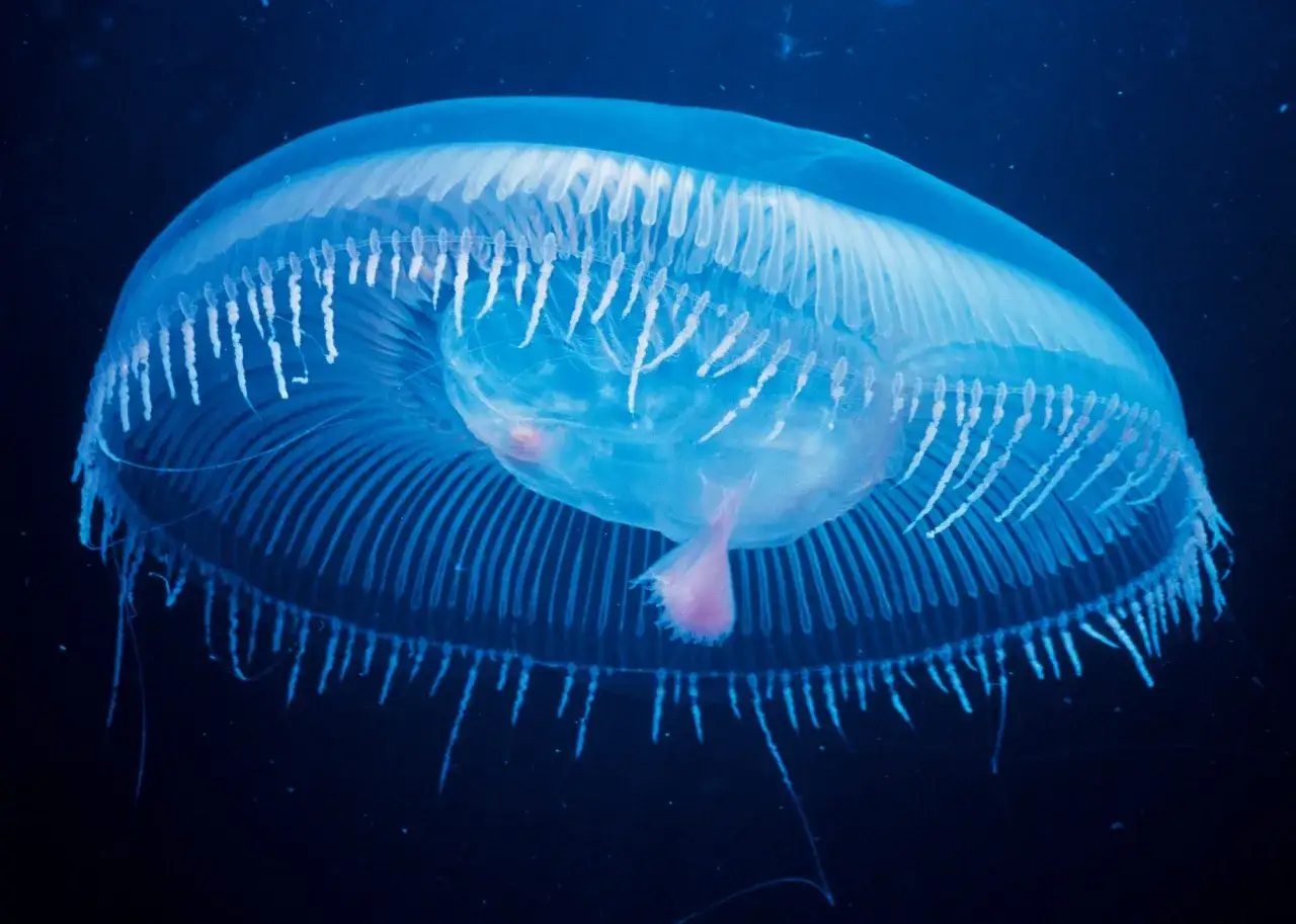Medusa bioluminescente trasparente, con tentacoli luminosi. Chissà cosa mangiano le meduse, forse plancton o piccoli crostacei che catturano con i loro filamenti.