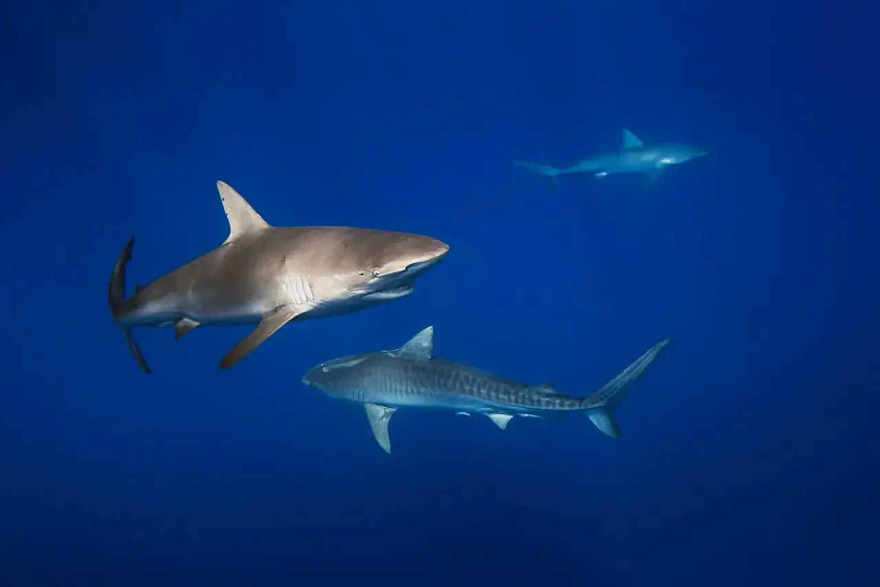 Tre squali nuotano nel blu profondo. Uno squalo tigre è in primo piano, mentre un altro squalo grigio e uno più piccolo nuotano sullo sfondo. Gli squali vivono in acque calde o fredde.
