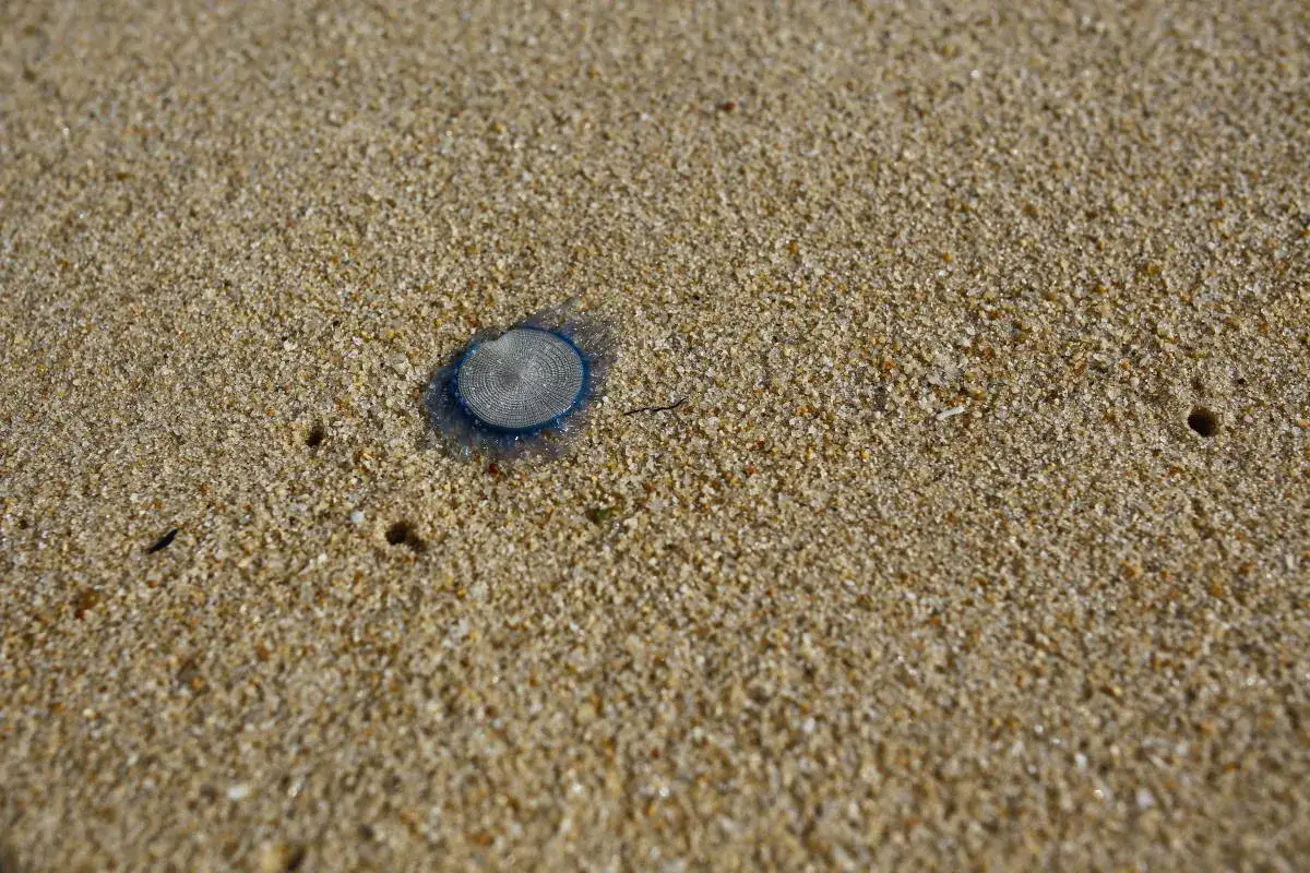 Una piccola medusa occhio blu, con un disegno a spirale, giace sulla sabbia dorata della spiaggia.