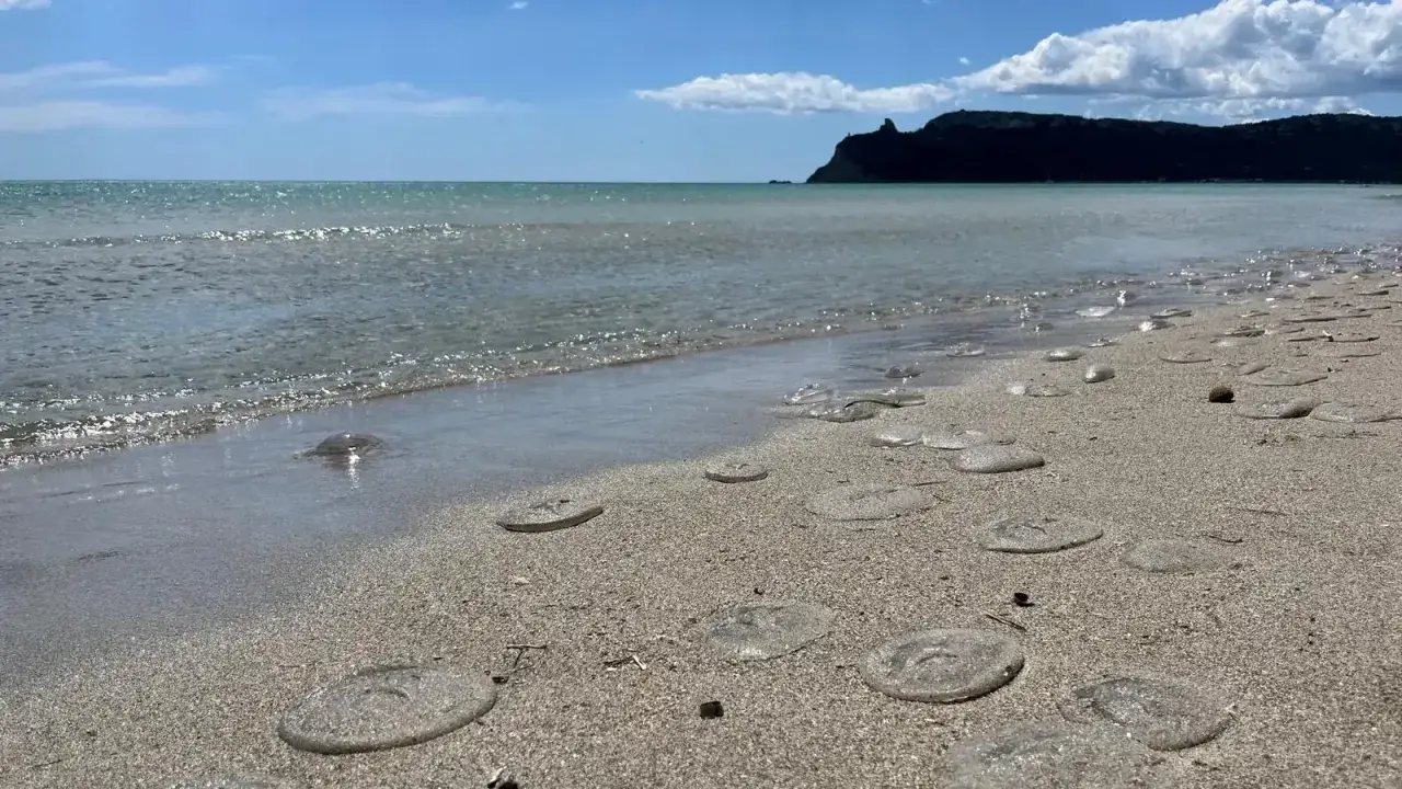Spiaggia sarda invasa da meduse trasparenti. Il mare calmo e il cielo azzurro contrastano con la presenza di questi organismi marini sulla battigia.