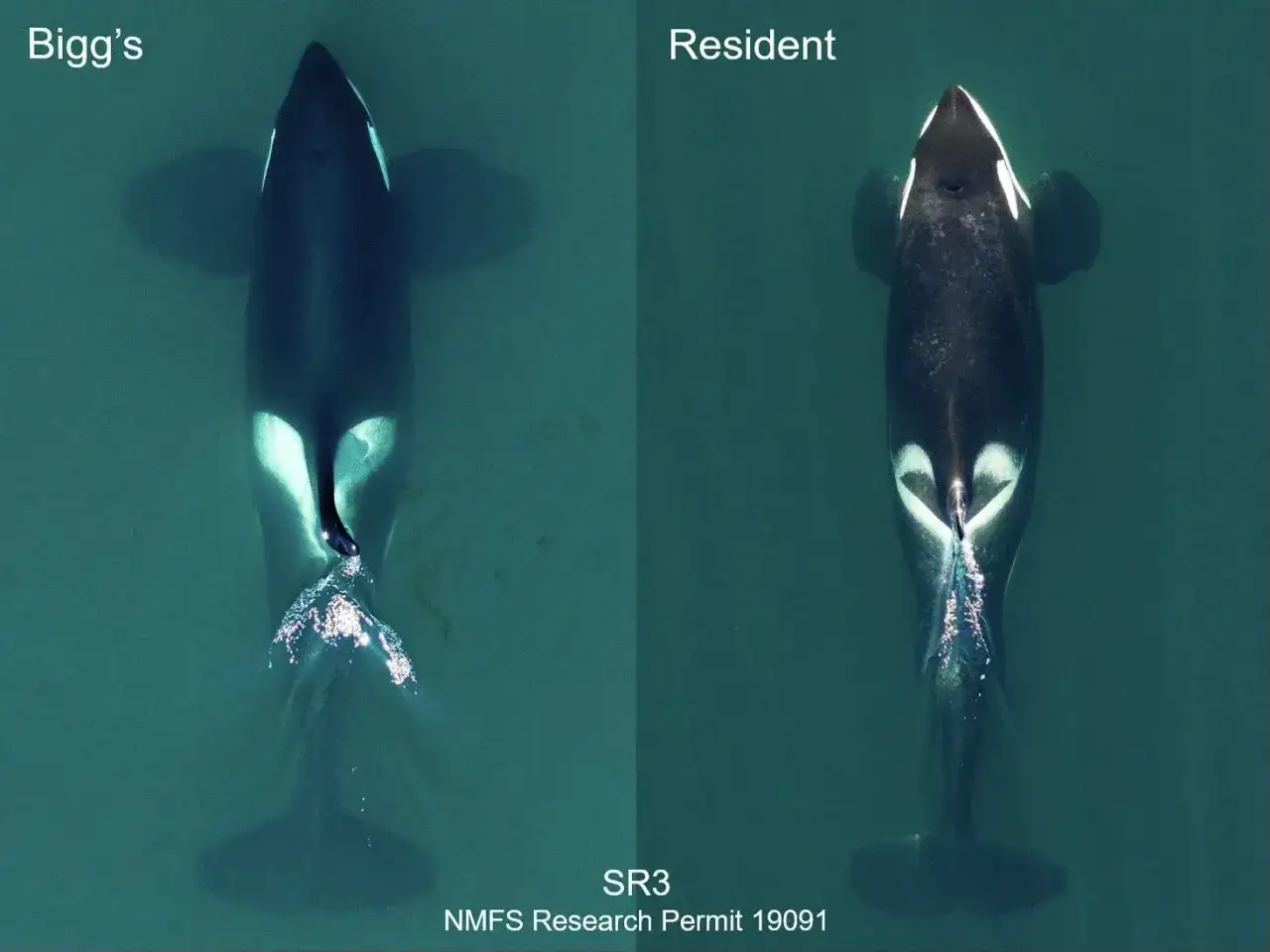 Orca 