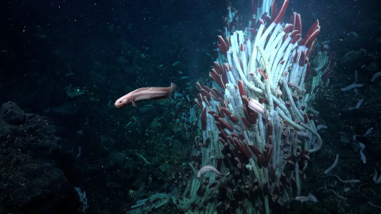 Un pesce pallido nuota vicino a un groviglio di tubi bianchi e rossi. Questo strano ecosistema vive nelle profondità marine, un mondo oscuro e misterioso.