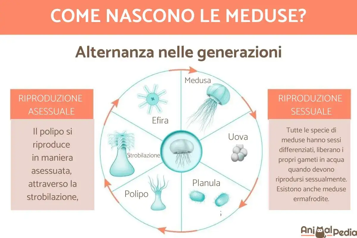 Ciclo vitale delle meduse: da polipo a medusa, passando per efira, planula e uova. Le meduse appena nate si sviluppano attraverso riproduzione sessuale e asessuata.