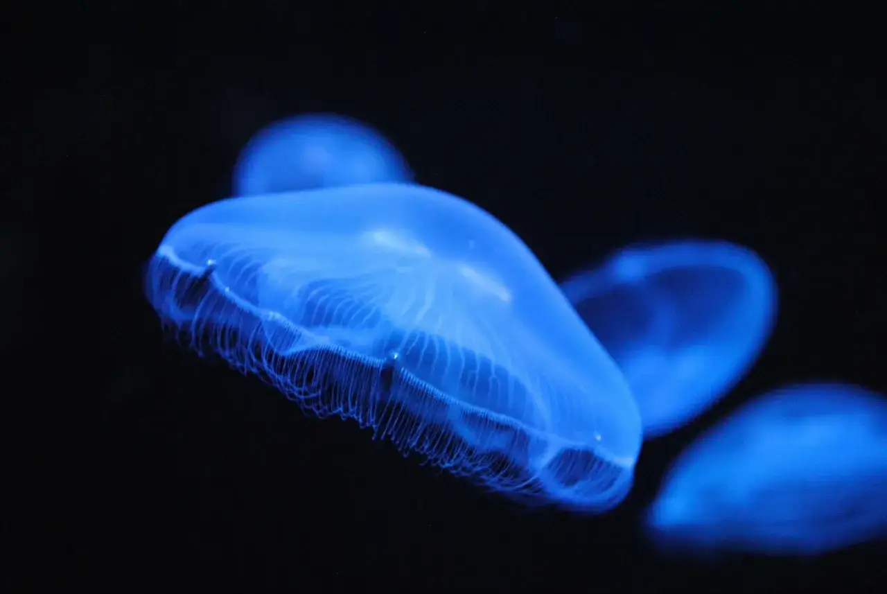 Meduse luminose danzano nell'oscurità, simbolo di un mare pulito e incontaminato.