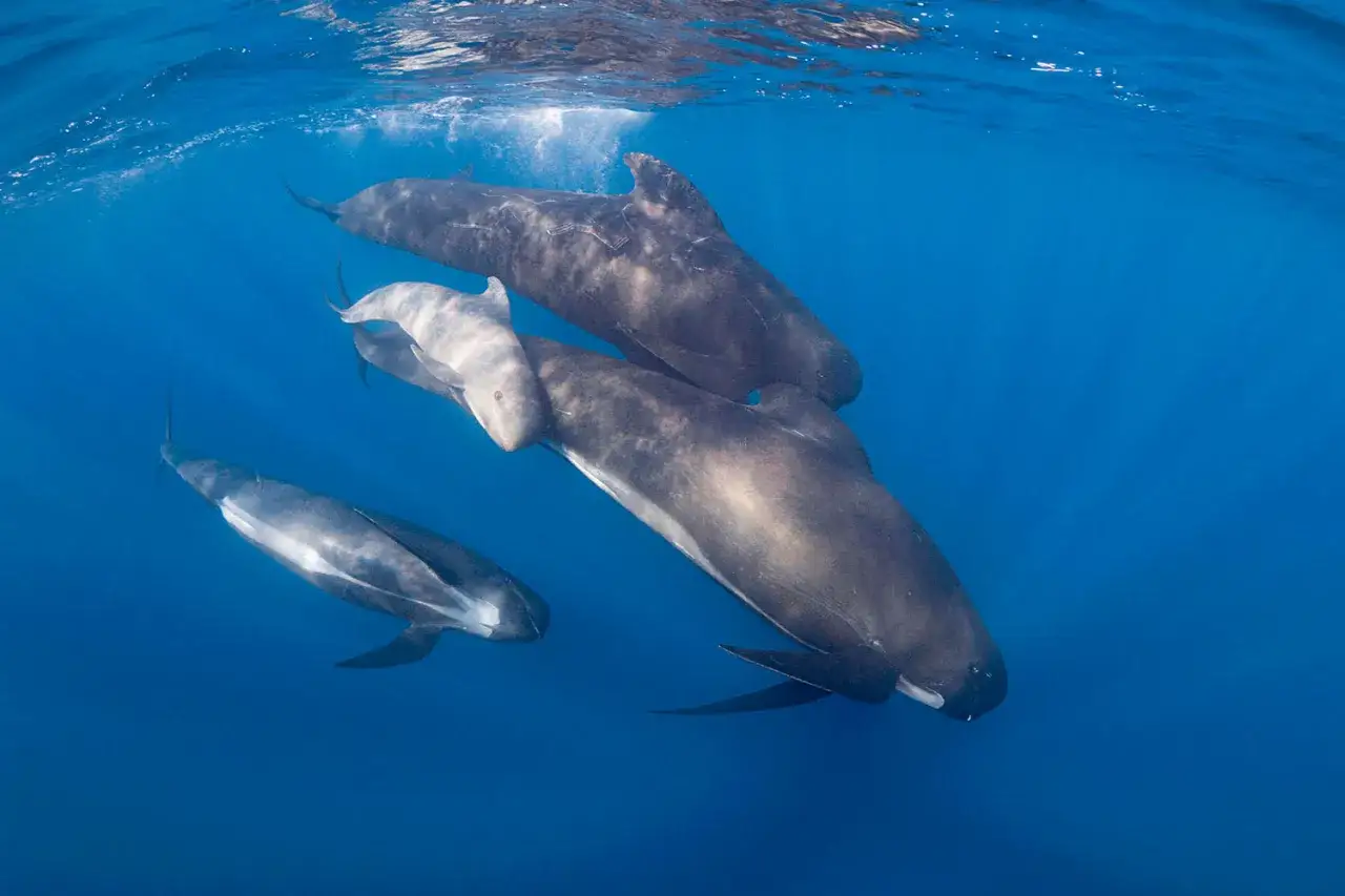 Un gruppo di globicefali, maestosi cetacei mediterraneo, nuota in acque blu.