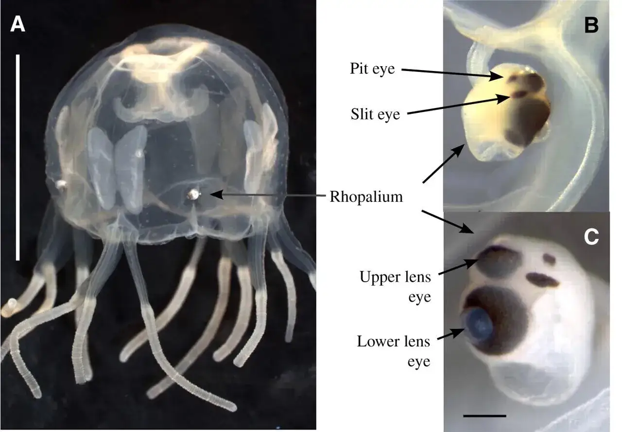 Le meduse hanno gli occhi, come mostrato in dettaglio nei rhopalia, con tipi di occhi a fessura e a lente.