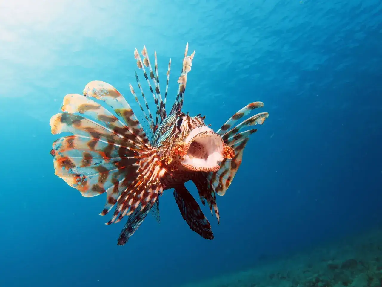 Un pesce di profondit&agrave; mediterraneo, un leone marino, apre la bocca mostrando le sue pinne a ventaglio.