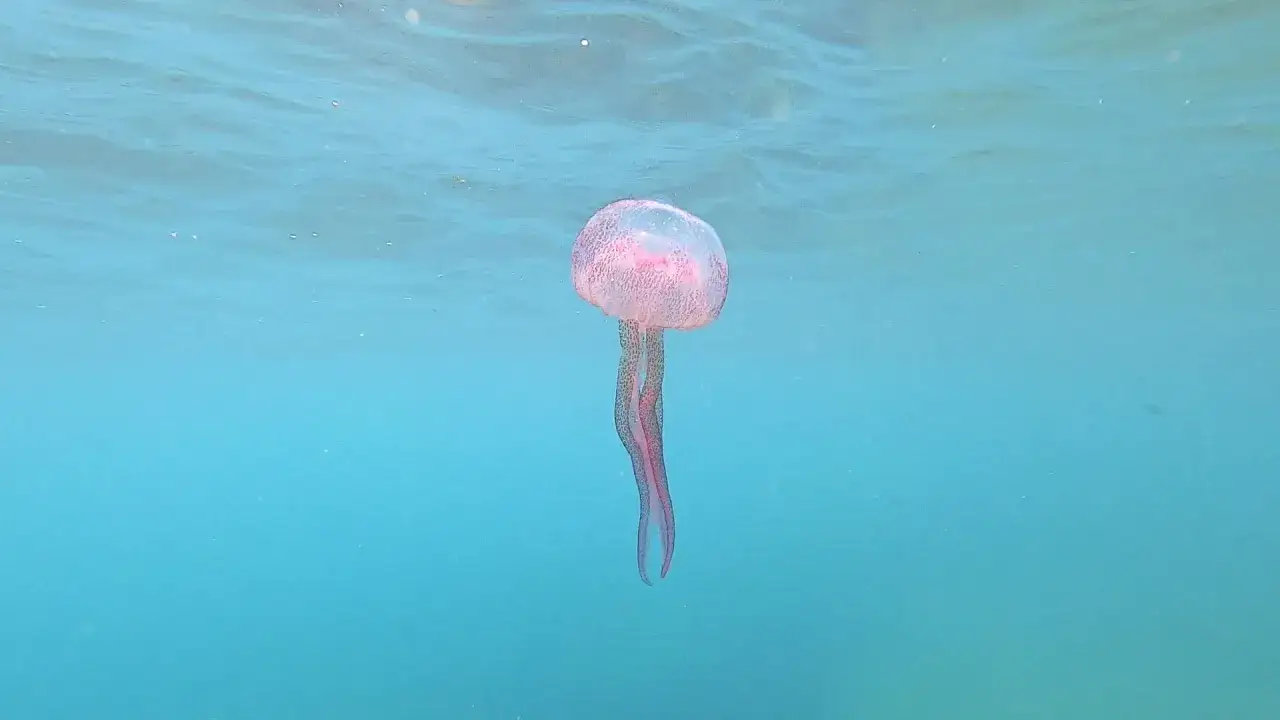 Medusa rosa trasparente con lunghi tentacoli che ondeggiano nell'acqua cristallina.
