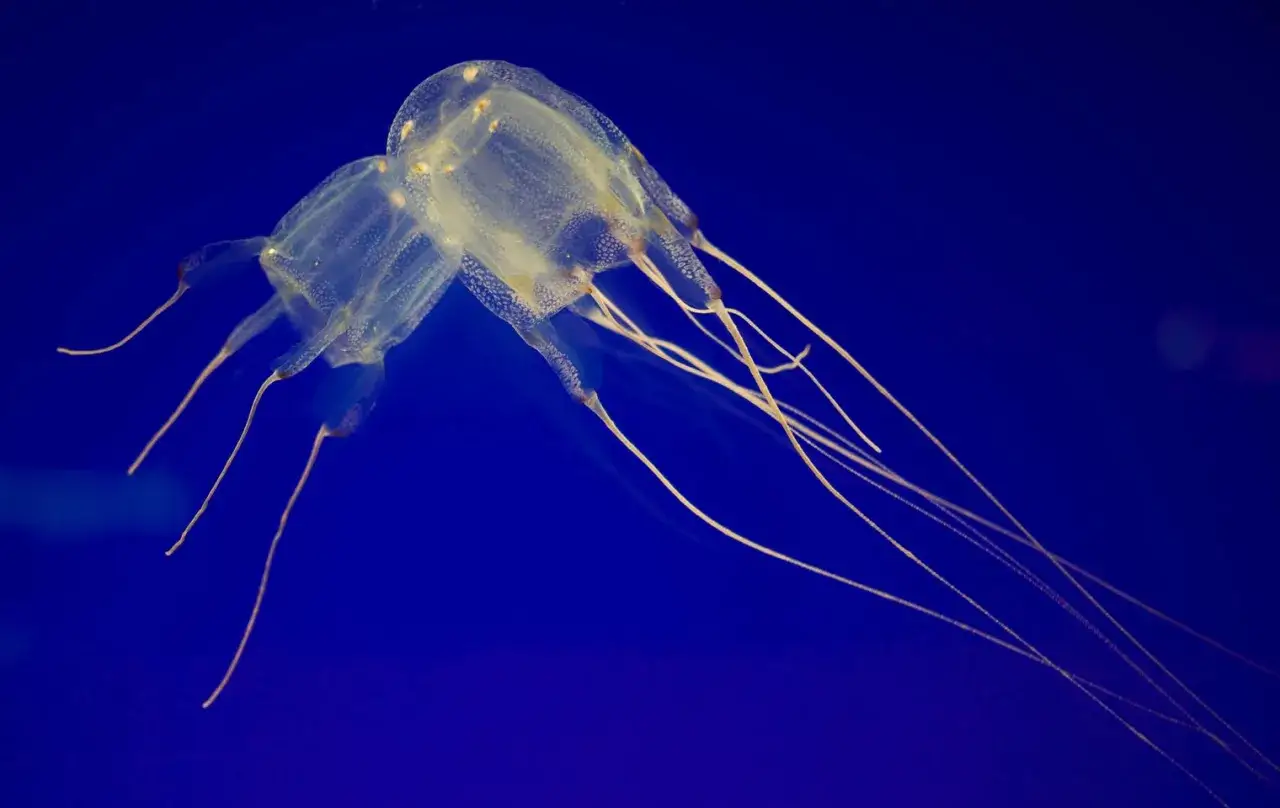 Due meduse tropicali trasparenti con lunghi tentacoli fluttuano in un blu profondo.
