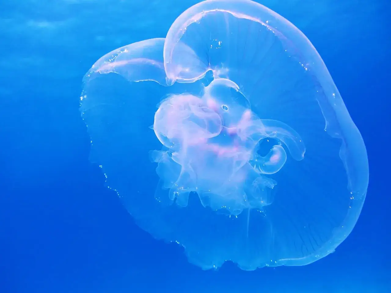 Una medusa trasparente fluttua nel blu profondo, un polipo etereo che danza nell'oceano.