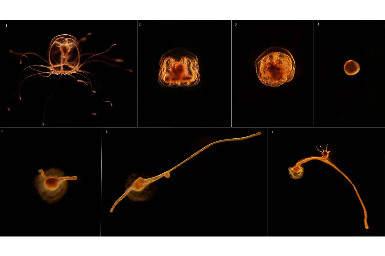 La medusa immortale, quanto vive? Serie di immagini mostra il ciclo vitale di una medusa, dalla forma di polipo a quella adulta.