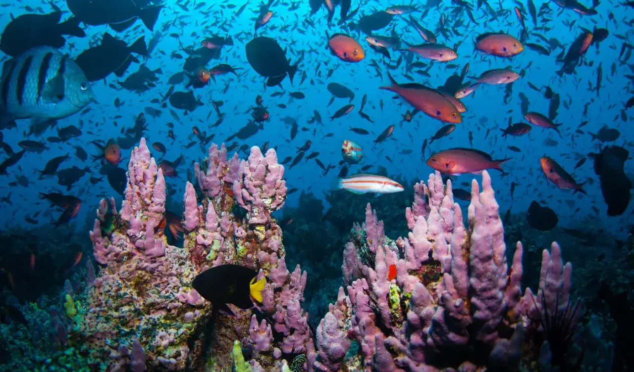 Un mondo sottomarino vibrante, pieno di animali dell'oceano che nuotano tra coralli rosa e rocce.