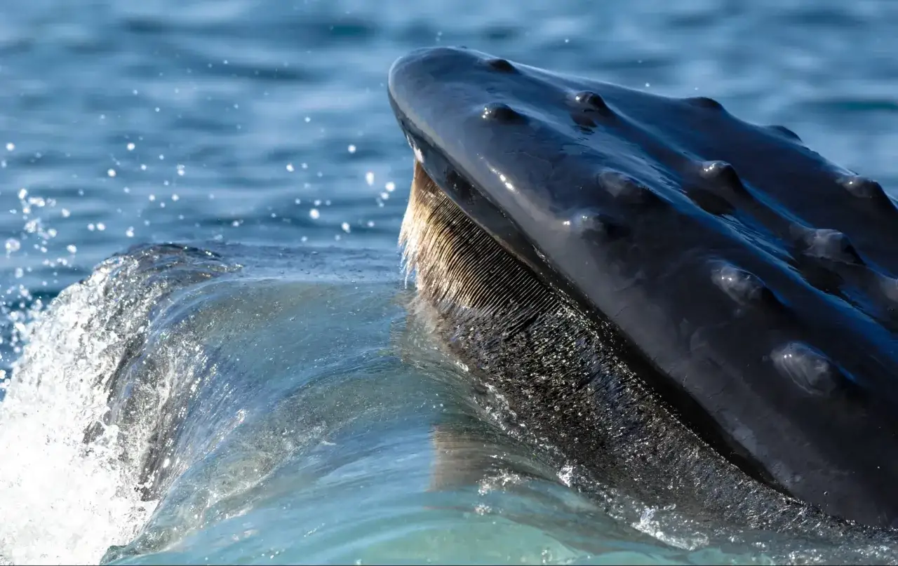 La bocca aperta di una megattera mostra i suoi fanoni, usati per filtrare il cibo dall'acqua.