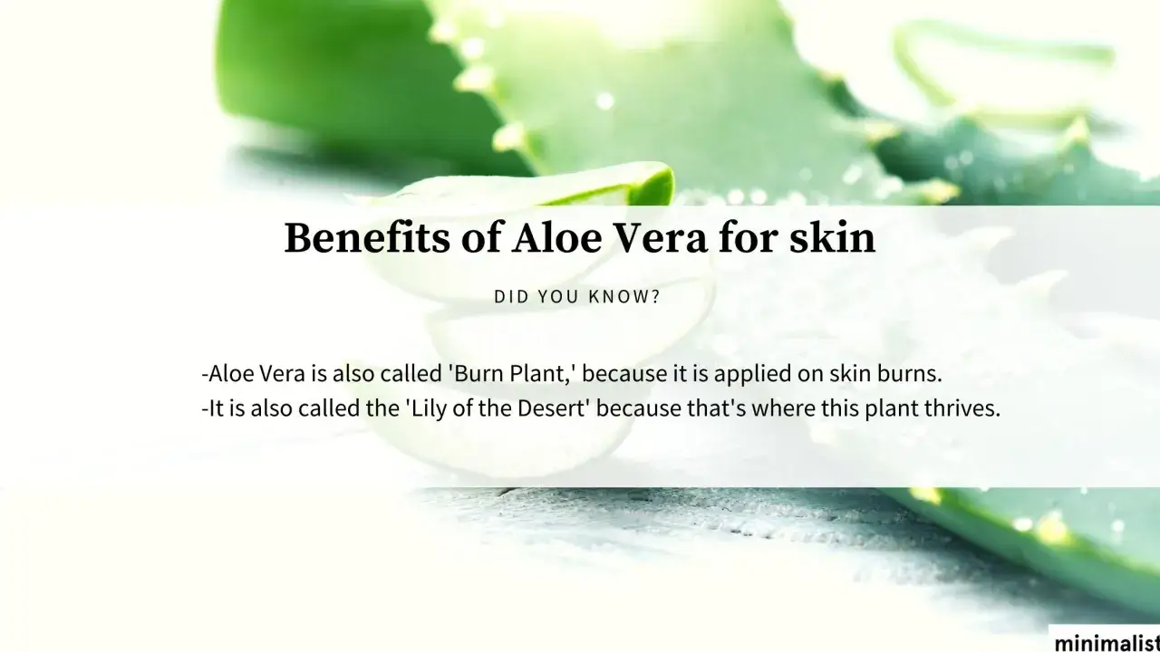 La crema aloe vera a cosa serve? Utile per scottature e idratazione, è la 