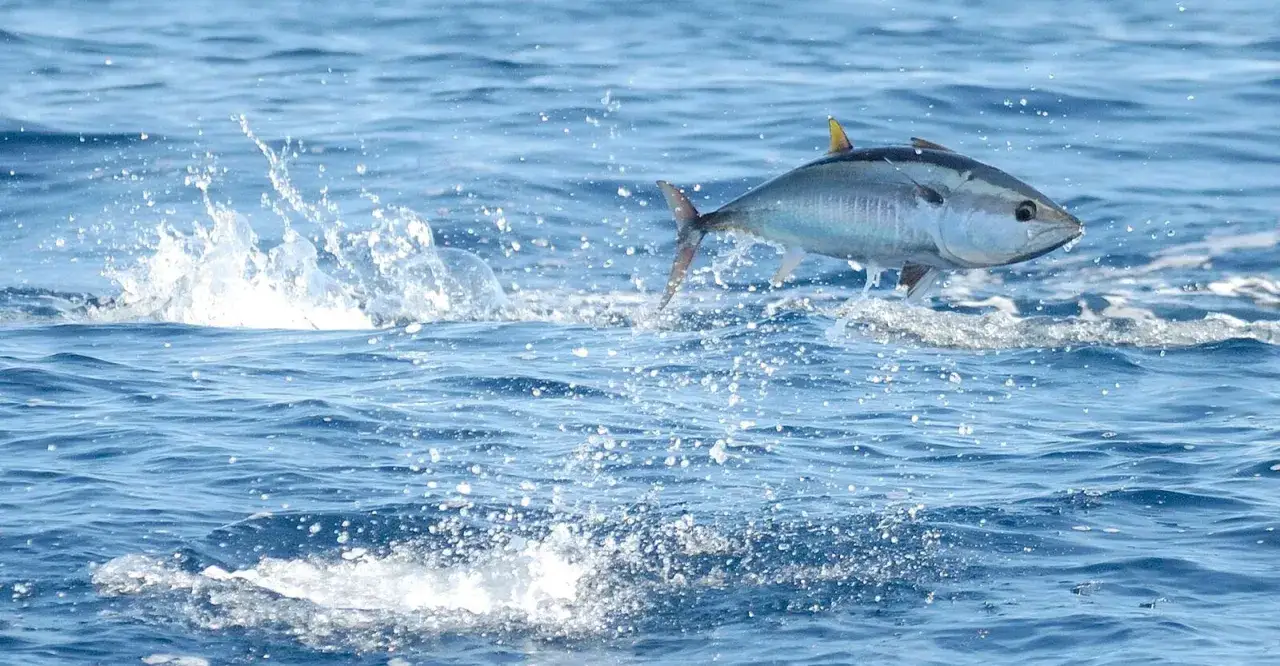 Tonno in aria, un simbolo della lotta contro la pesca eccessiva. L'oceano è un ecosistema fragile.