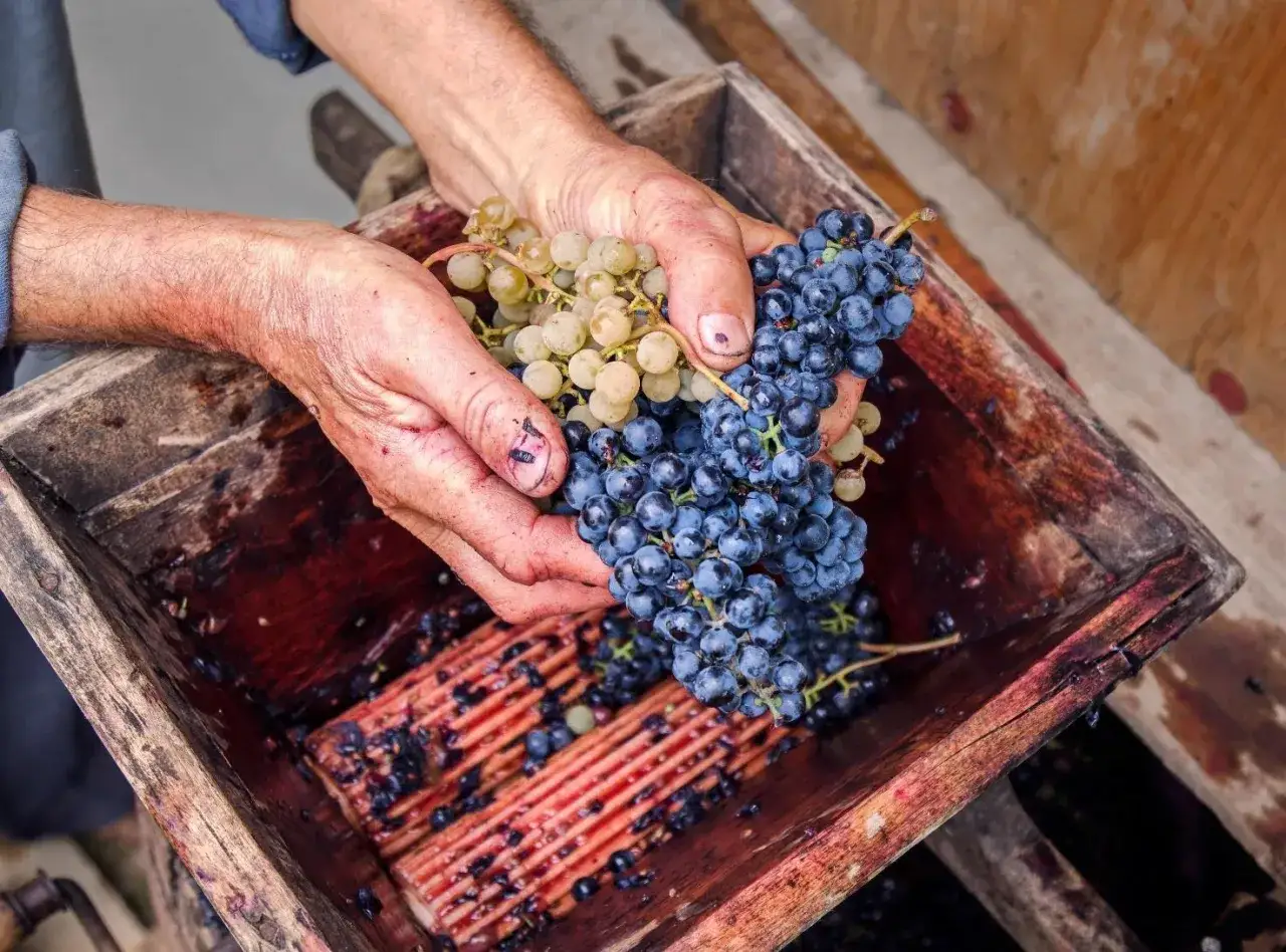 Mani che schiacciano uva rossa e bianca in un tino. Il processo di pigiatura è il primo passo per capire quanto dura la fermentazione del vino rosso.