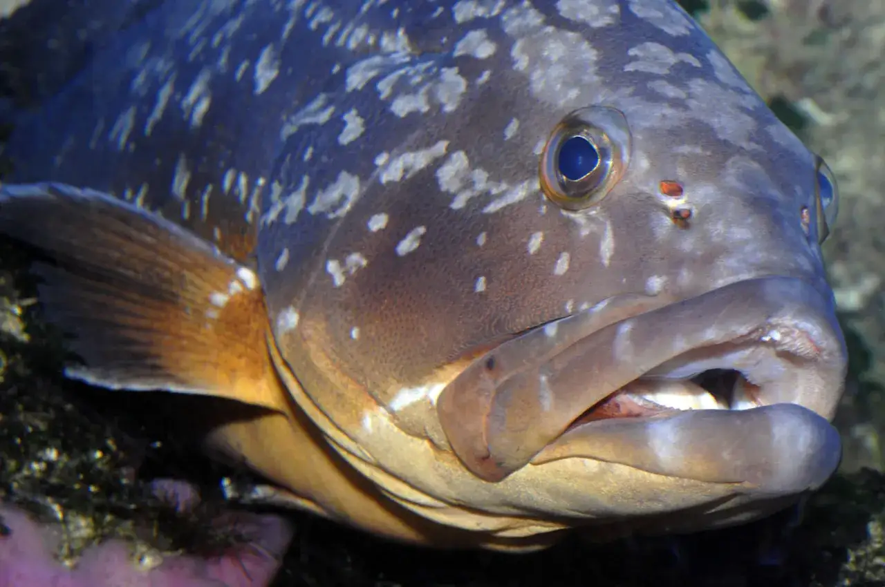 Primo piano di una cernia bruna con macchie chiare sul corpo e un occhio blu intenso.
