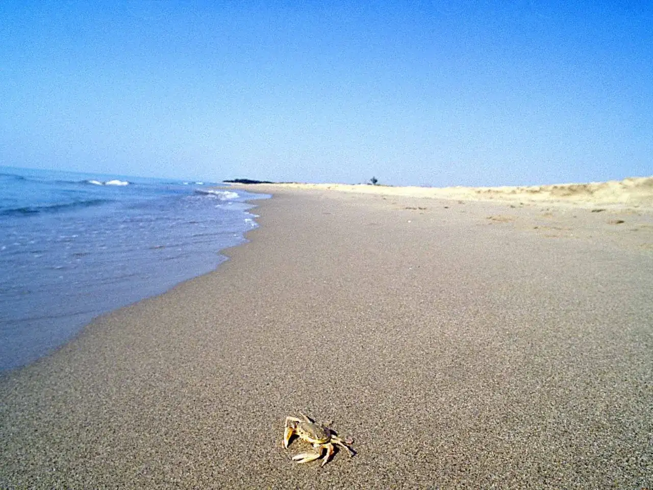 Granchio solitario su una delle splendide spiagge della Basilicata, con il mare calmo e il cielo azzurro.