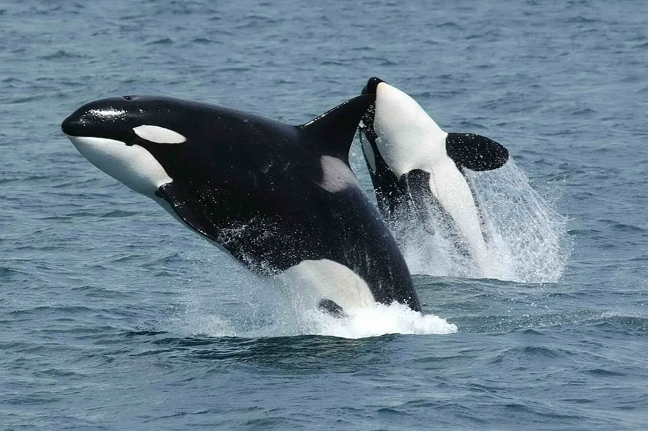 Due orche, con le loro iconiche macchie bianche e nere, emergono dall'acqua in un salto spettacolare, simili a capodogli per maestosità.