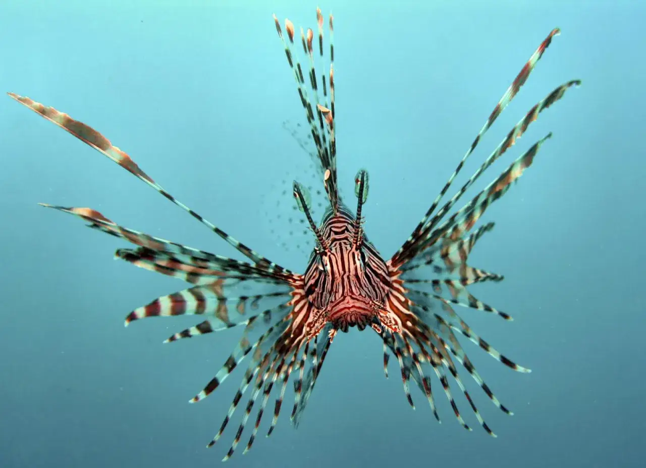 Pesce leone con pinne a strisce, un esempio delle tante specie di pesci che popolano i nostri oceani.