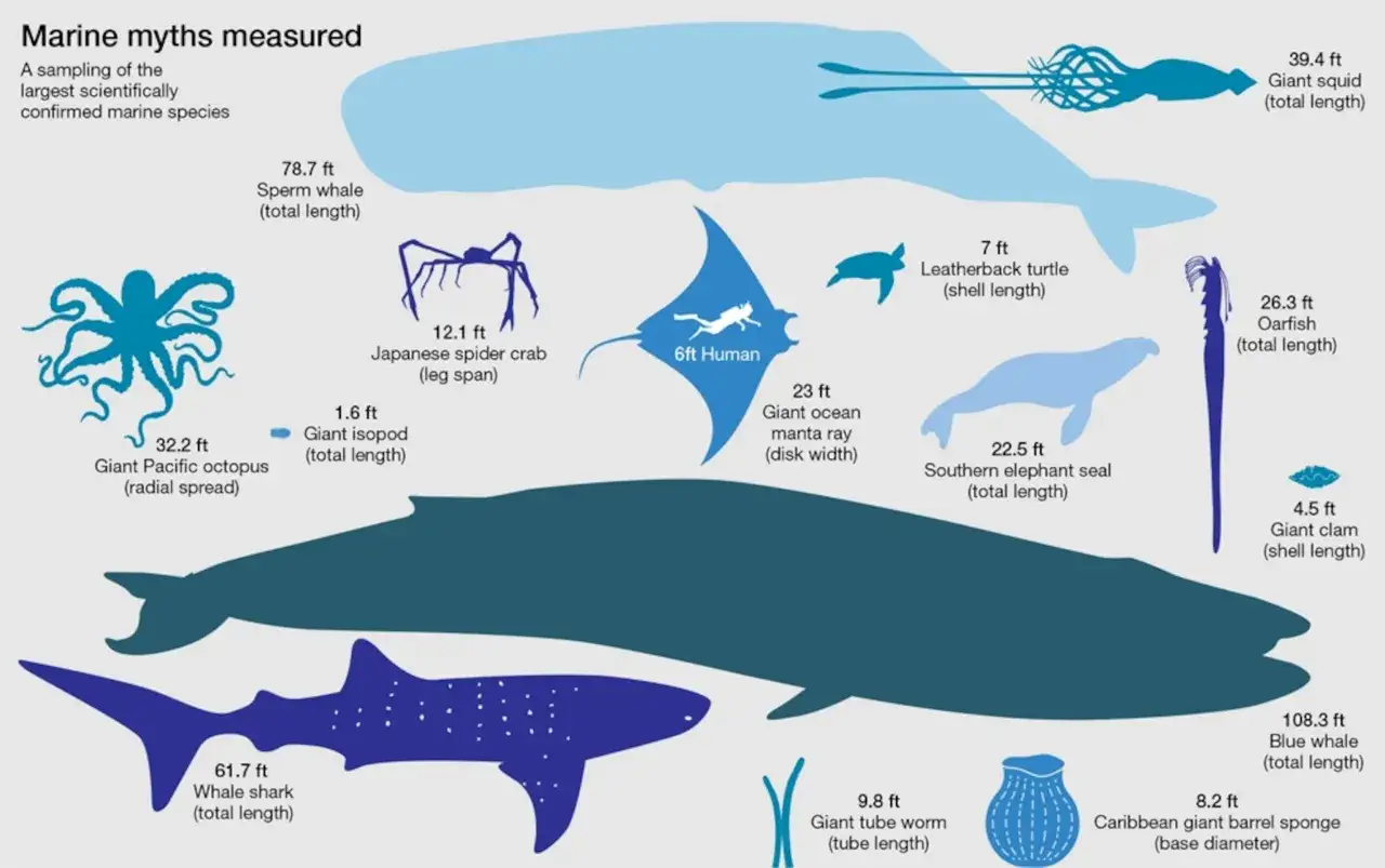 Il pesce più grande del mondo è la balenottera azzurra (108.3 ft), ma anche lo squalo balena (61.7 ft) è enorme.