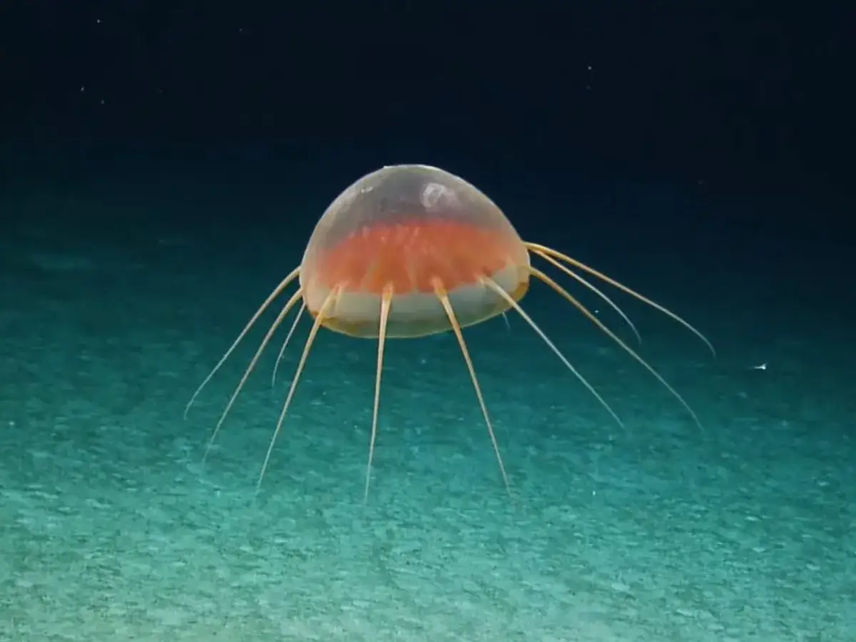 Un insolito animale marino, simile a una medusa, fluttua nell'oscurità.
