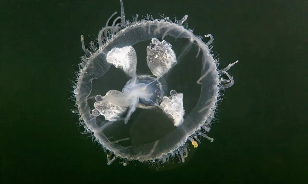 Una medusa trasparente con tentacoli sottili e quattro gonadi bianche, forse la medusa più piccola al mondo, fluttua nell'oscurità.