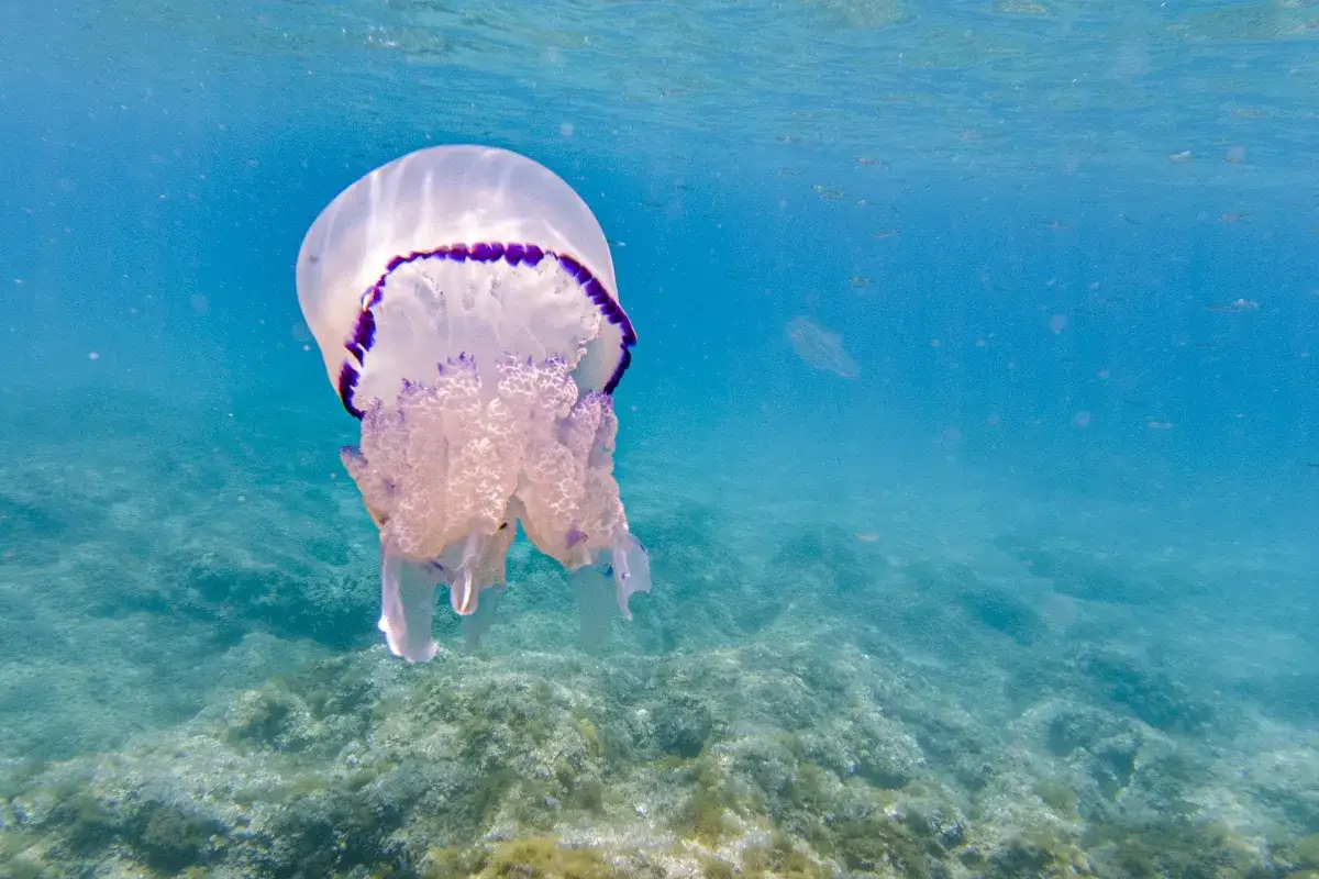 Una grande medusa bianca e viola fluttua in acque azzurre sopra un fondale roccioso.