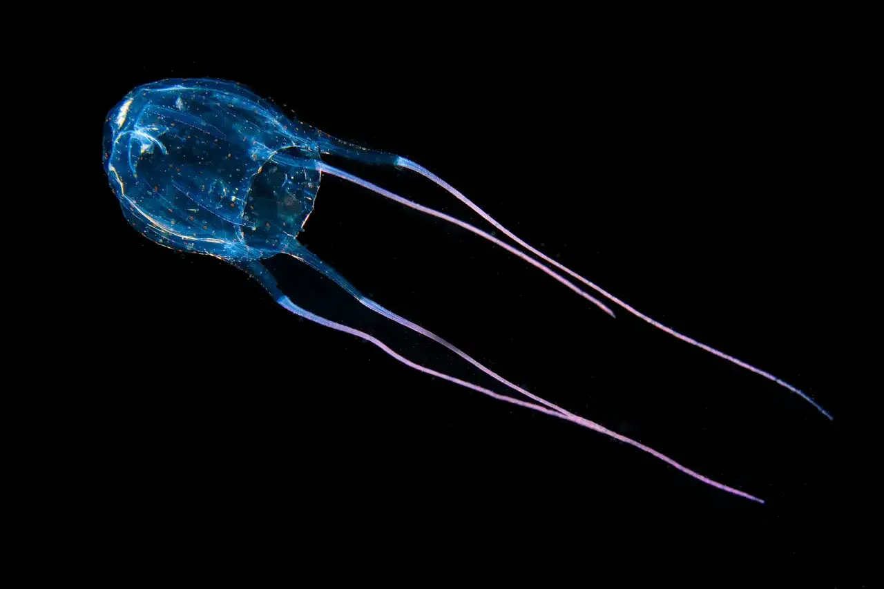 Una medusa quadrata trasparente, con tentacoli lunghi e sottili, fluttua nell'oscurità.