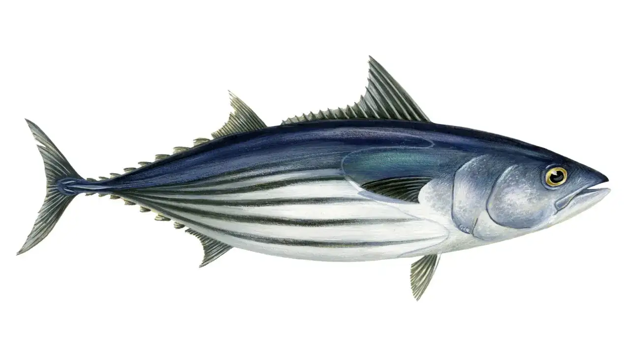 Un tonno pesce dalle striature argentate e dorso blu intenso, pronto a sfrecciare nell'oceano.