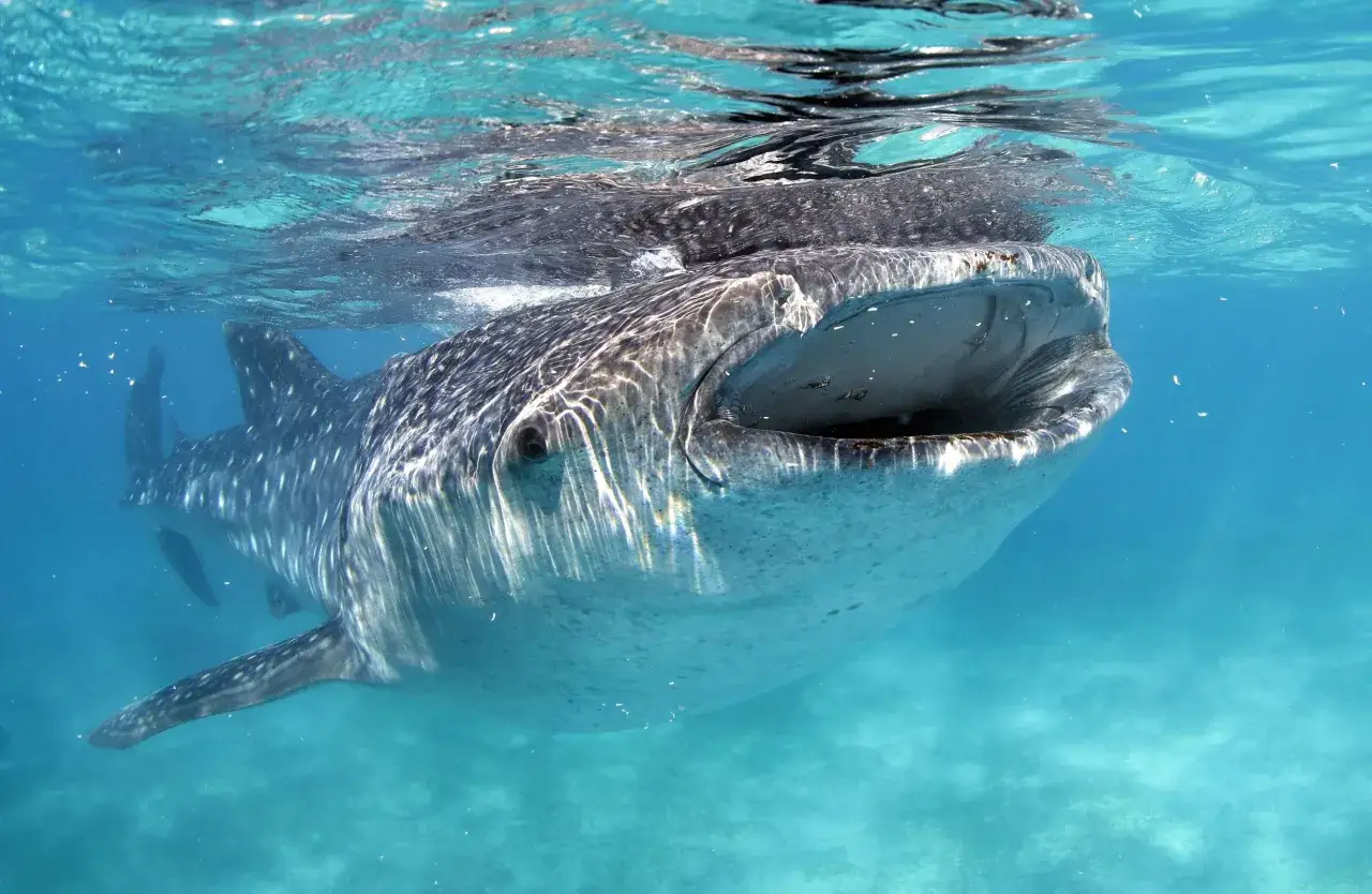 Un enorme squalo cetaceo nuota vicino alla superficie, con la bocca aperta, mostrando la sua maestosit&agrave; nell'acqua cristallina.