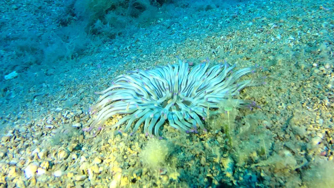 Un anemone di mare, un mollusco affascinante, si apre sul fondale sabbioso, i suoi tentacoli viola e bianchi danzano nell'acqua.