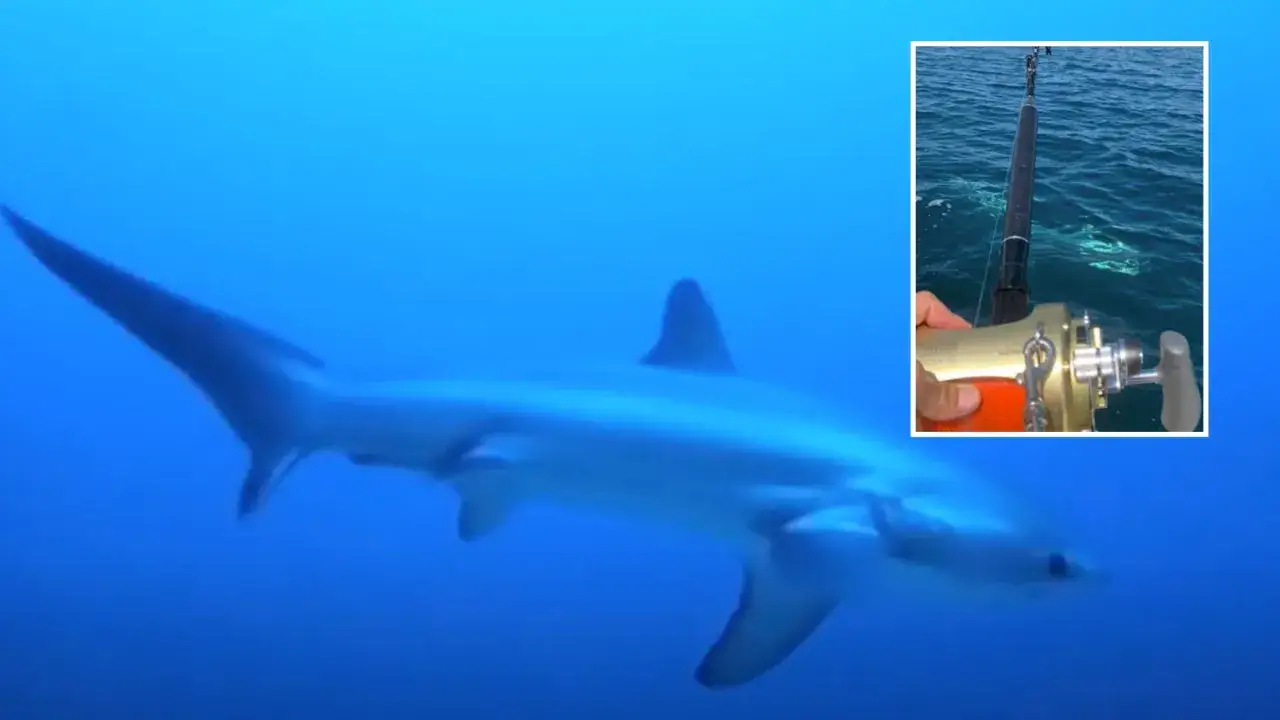Un grande squalo nuota nell'oceano blu. In un riquadro, una canna da pesca con mulinello dorato è pronta per catturare un pesce, forse un tonno, che è un pesce.