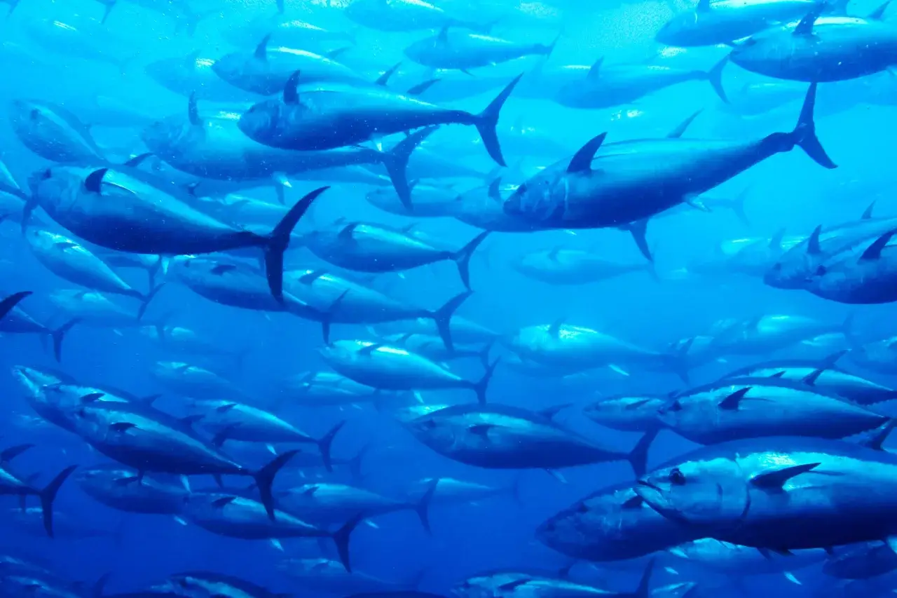 Un banco di tonni nuota in acque blu profonde. Questi predatori veloci sono sempre alla ricerca di cibo, ma cosa mangia il tonno? Principalmente pesci pi&ugrave; piccoli, calamari e crostacei.