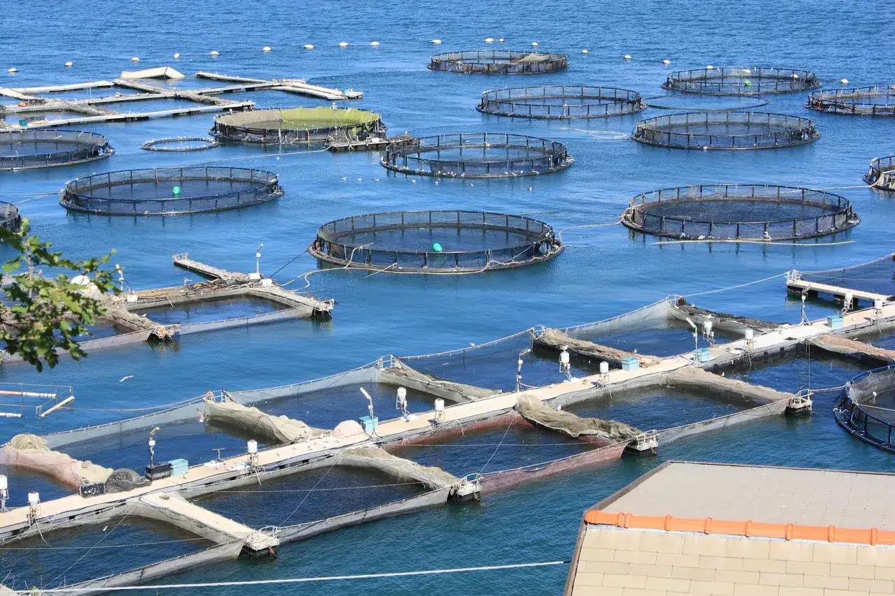 Strutture galleggianti in mare per l'itticoltura, che mostrano la differenza tra acquacoltura e itticoltura.