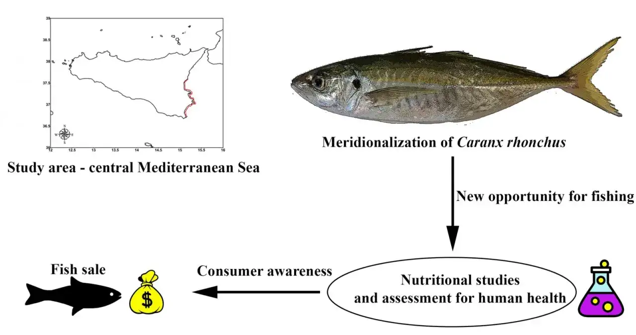 Cosa si pesca in Sicilia: il Caranx rhonchus, una nuova opportunità di pesca, studi nutrizionali e valutazione per la salute umana, con vendita di pesce e consapevolezza del consumatore.