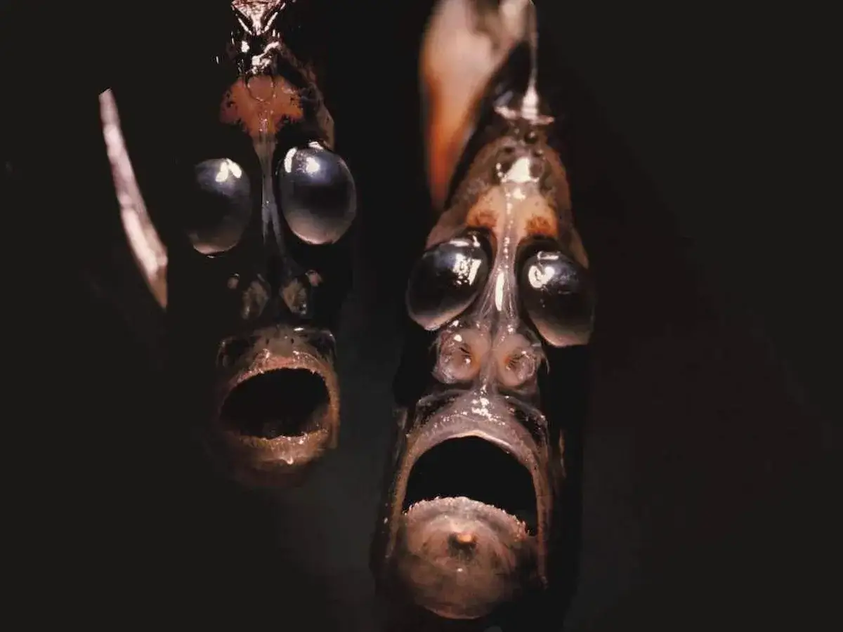 Due pesci hatchet fish con occhi sporgenti e bocche spalancate, sembrano urlare nel buio abissale.