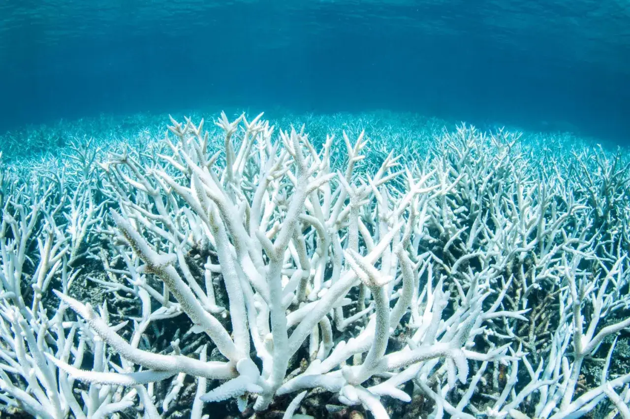 Un paesaggio sottomarino di arrecifes de coral sbiancati, un triste spettacolo di bianco sotto il blu profondo dell'oceano.
