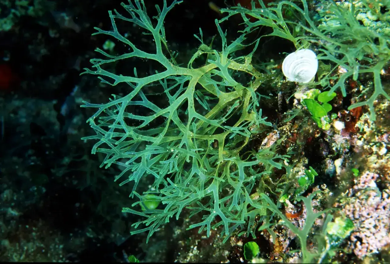 Alghe verdi ramificate, con un piccolo guscio bianco incastonato. Un esempio di piante marine, con nomi da scoprire.