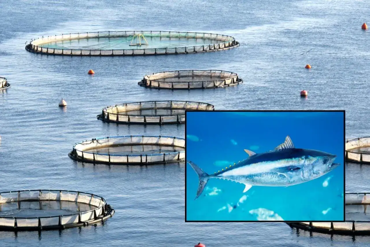 Cerchi circolari in mare per l'allevamento tonno, con un tonno in primo piano sott'acqua.