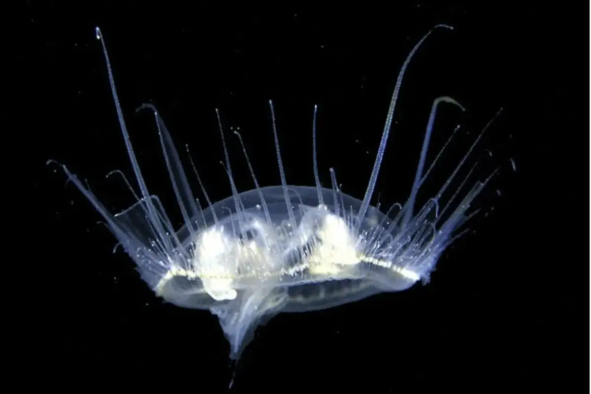 Una medusa d'acqua dolce trasparente con lunghi tentacoli che si estendono verso l'alto, quasi come un'esplosione di luce nel buio.