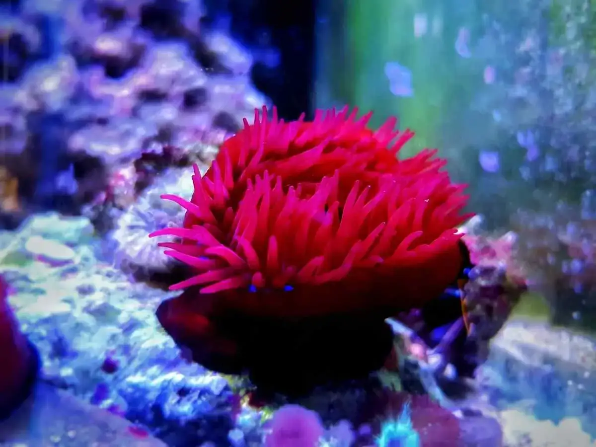 Una vibrante ortica di mare rossa, con tentacoli luminosi, si apre su uno sfondo corallino blu e viola.