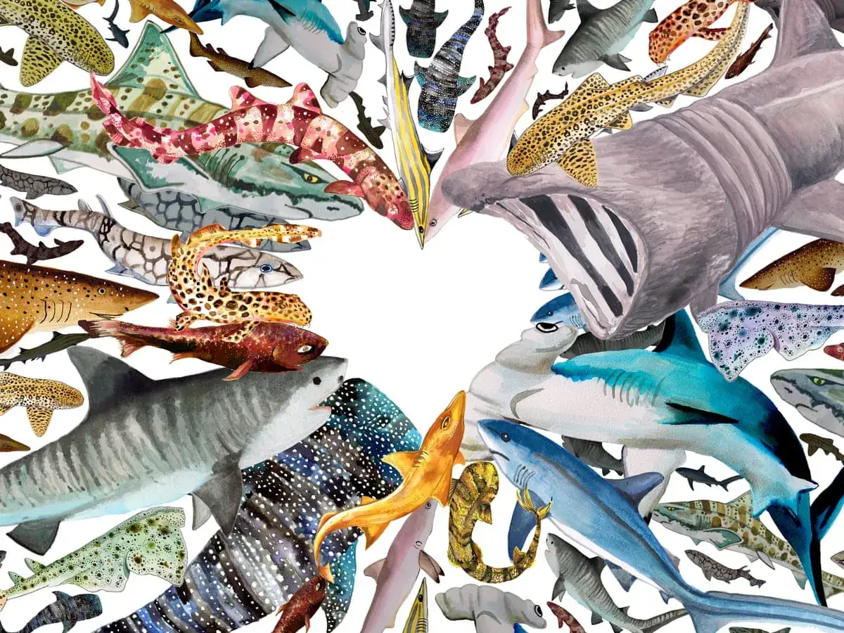 Un colorato collage di squali, alcuni con macchie vivaci, altri con motivi a strisce, formano un cuore. Sembrano tutti uno squalo buono, pacifico e amichevole.
