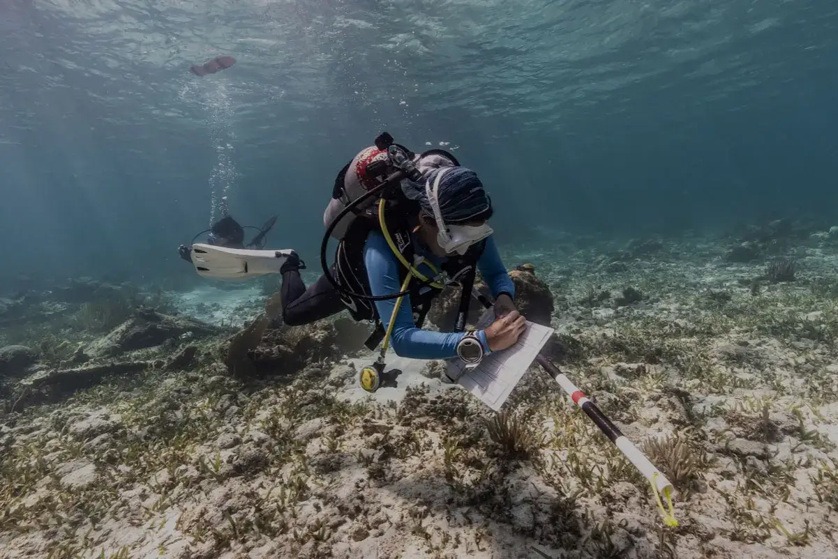 Subacqueo documenta la barriera corallina oggi, annotando dati su una tavoletta impermeabile mentre un altro subacqueo osserva un pesce in lontananza.