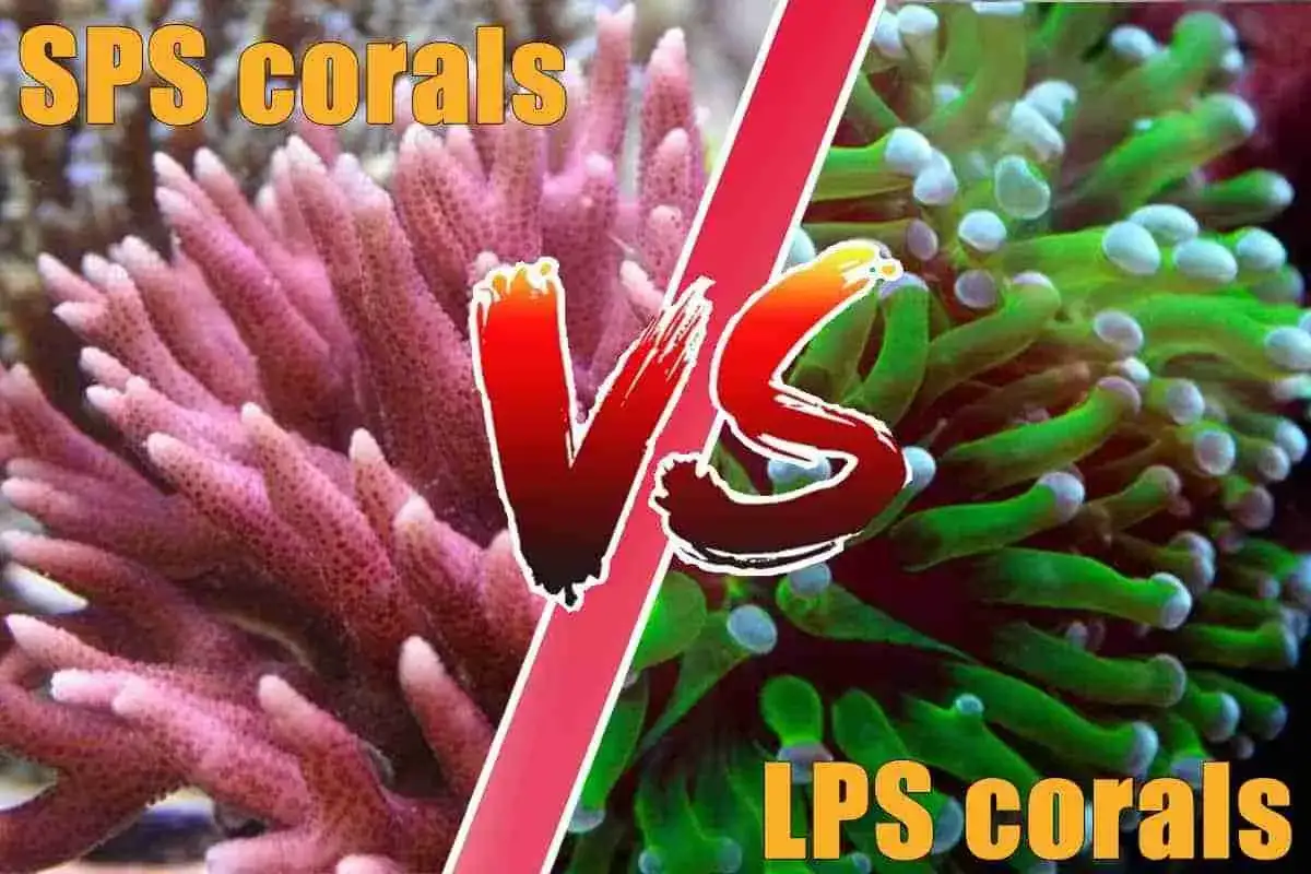 Confronto tra coralli duri SPS rosa e coralli LPS verdi in un acquario marino.