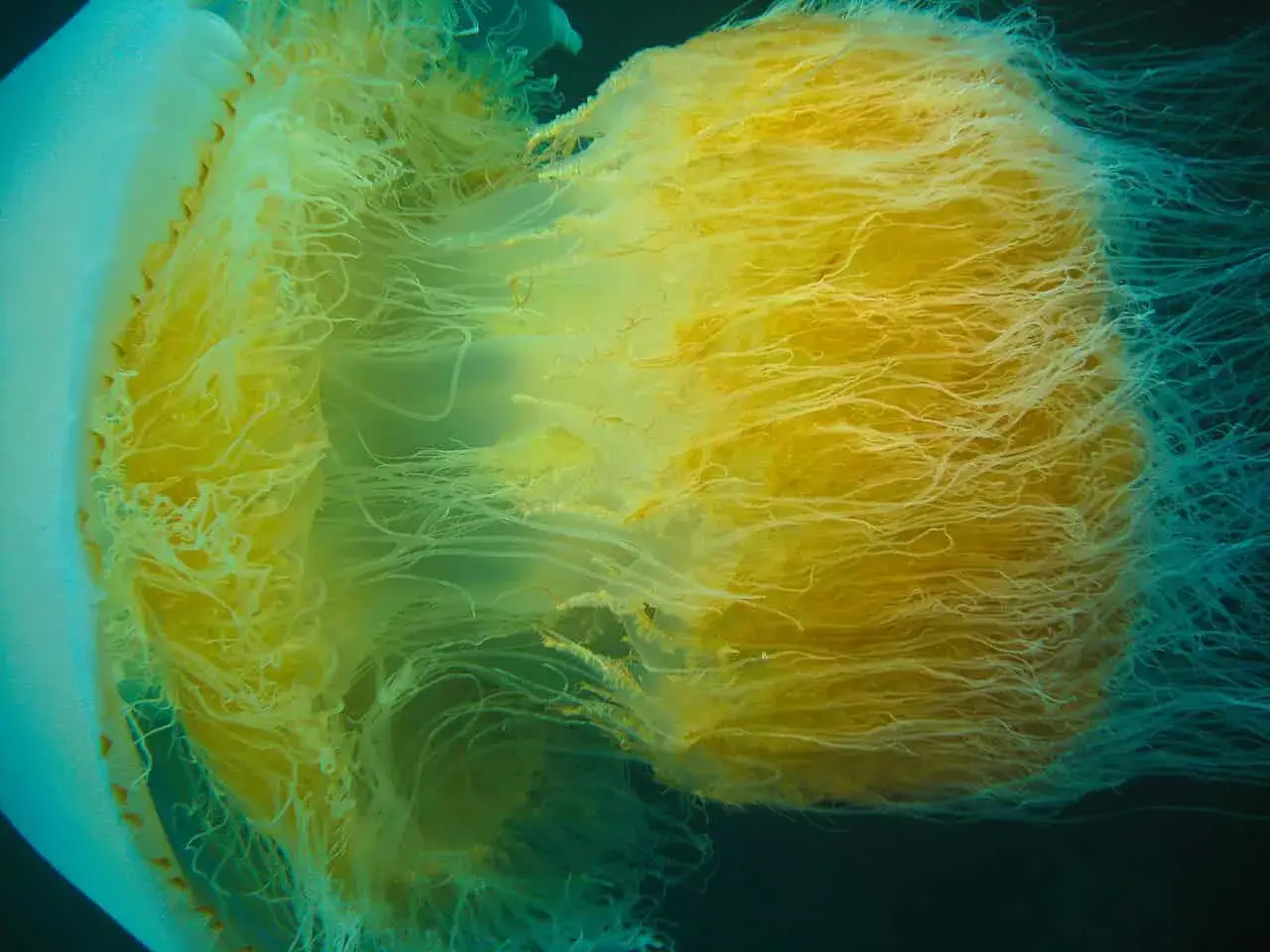 La medusa più grande del mondo, con il suo corpo giallo e tentacoli lunghi e sottili, fluttua nell'oscurità marina.